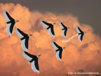 /album/galleria-foto/uccelli-in-volo-di-giovanni-mannino-jpg1/